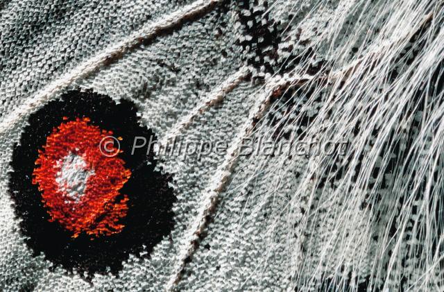 aile parnassius apollo.JPG - Gros plan, aile de Parnassius apolloOcelle d'ApollonApollo wingLepidoptera, PapilionidaeFrance